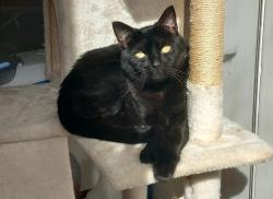 Lost Male Cat last seen West Hill Street, Brighton and Hove, England 