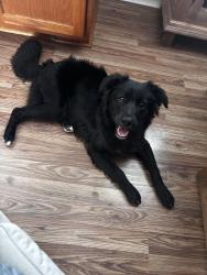 Found/Stray Male Dog last seen Overlook parkway and 281N, San Antonio, TX 78260
