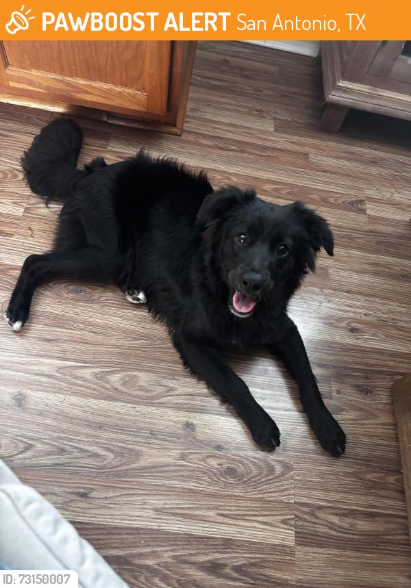 Found/Stray Male Dog last seen Overlook parkway and 281N, San Antonio, TX 78260