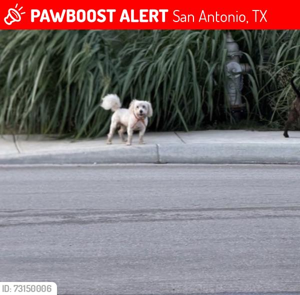 Lost Male Dog last seen Our and Melissa Road, San Antonio, TX 78245