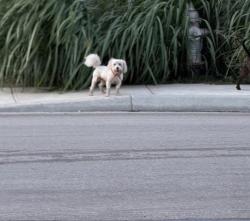 Lost Male Dog last seen Our and Melissa Road, San Antonio, TX 78245