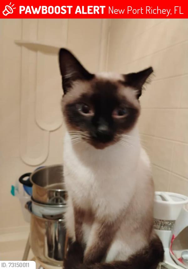 Lost Male Cat last seen Ashen ave , Madison,grey st, New Port Richey, FL 34652