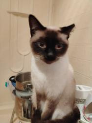 Lost Male Cat last seen Ashen ave , Madison,grey st, New Port Richey, FL 34652