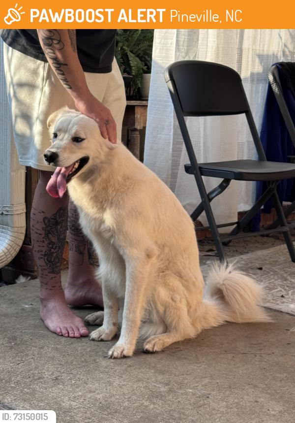 Found/Stray Male Dog last seen Pineville lake park, pineville,, Pineville, NC 28134