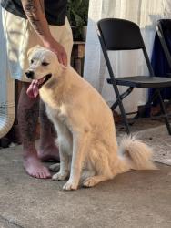 Found/Stray Male Dog last seen Pineville lake park, pineville,, Pineville, NC 28134