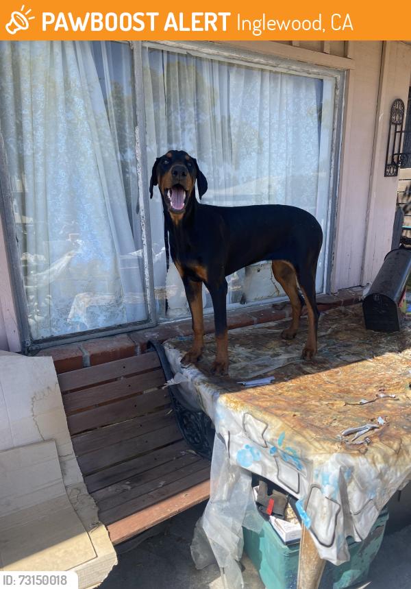 Found/Stray Female Dog last seen Marlborough, Inglewood, CA 90302