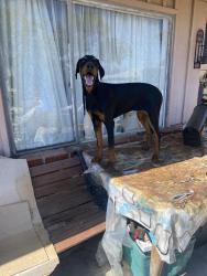 Found/Stray Female Dog last seen Marlborough, Inglewood, CA 90302