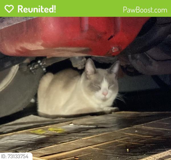 Reunited Unknown Cat last seen Valley forge circle, Carmel, IN 46032