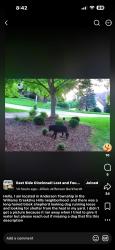 Found/Stray Unknown Dog last seen Near Williams Creek in Anderson twp, Dry Run, OH 45244