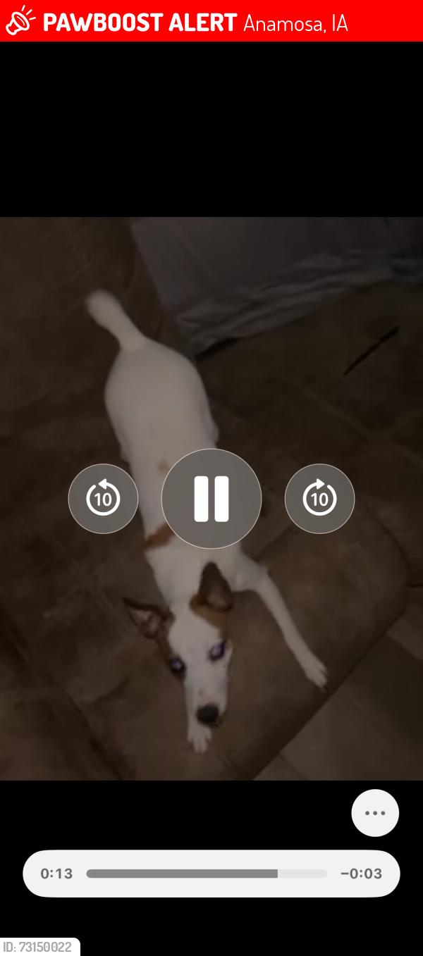 Lost Female Dog last seen 200th ave, Anamosa, IA 52205