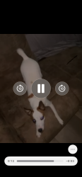 Lost Female Dog last seen 200th ave, Anamosa, IA 52205