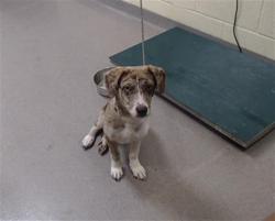 Shelter Stray Male Dog last seen Near BLOCK W BAYAUD AVE, DENVER CO 80223, 1241 W Bayaud Ave, Denver, CO 80223, USA