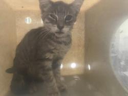 Shelter Stray Male Cat last seen , 1850 W 60th St, Los Angeles, CA 90047, USA