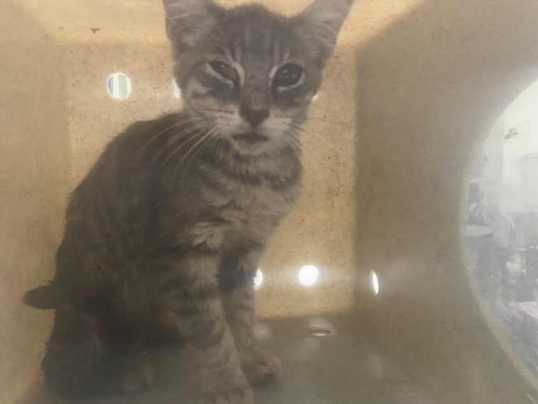 Shelter Stray Male Cat last seen , 1850 W 60th St, Los Angeles, CA 90047, USA