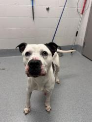 Shelter Stray Male Dog last seen Near, 2600 S Harding St, Indianapolis, IN 46221, USA