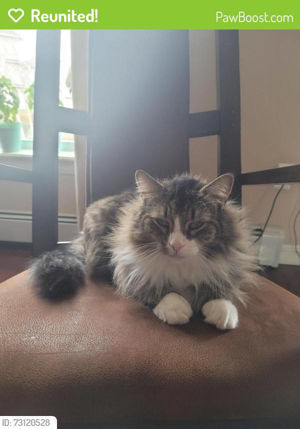 Reunited Male Cat last seen Burden dr, Beaver Bank, NS B4E 3J4