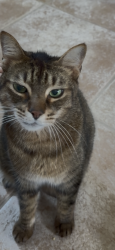 Lost Male Cat last seen Lakes on Eldridge North, Houston, TX 77041