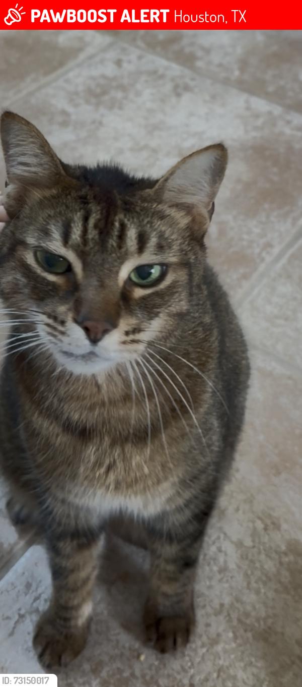 Lost Male Cat last seen Lakes on Eldridge North, Houston, TX 77041