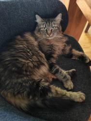 Lost Female Cat last seen Davenport Rd / Knollwood Rd, West Hartford, CT 06110