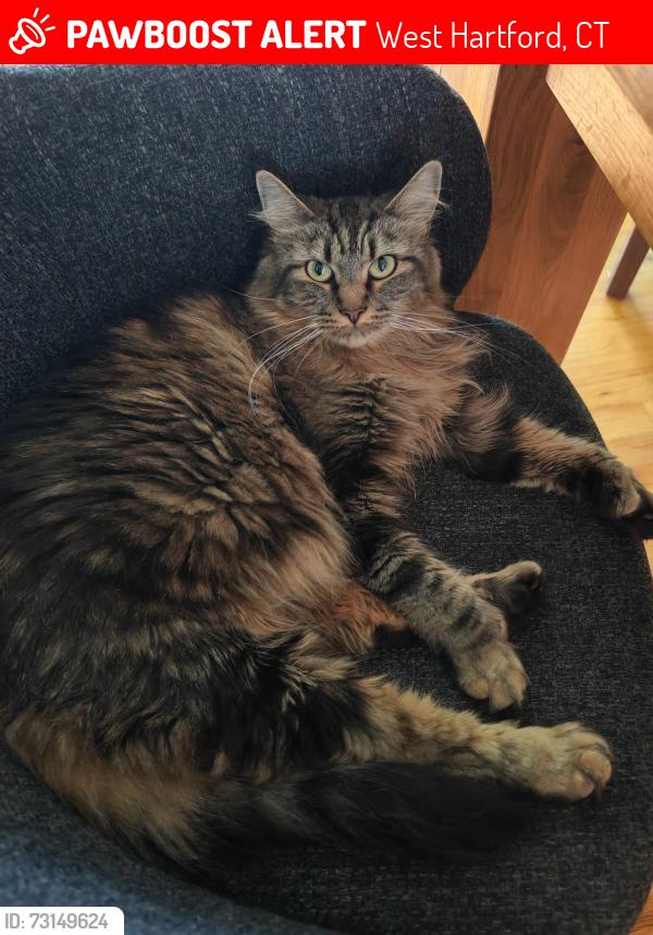 Lost Female Cat last seen Davenport Rd / Knollwood Rd, West Hartford, CT 06110
