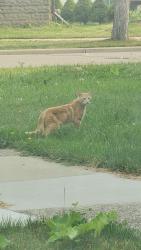 Found/Stray Unknown Cat last seen Thomas St, Fond du Lac, WI 54935