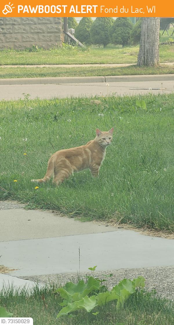 Found/Stray Unknown Cat last seen Thomas St, Fond du Lac, WI 54935