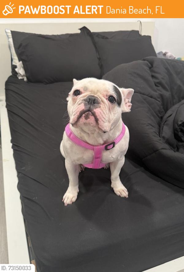 Found/Stray Female Dog last seen SE park street, Dania Beach, FL 33004