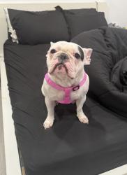Found/Stray Female Dog last seen SE park street, Dania Beach, FL 33004
