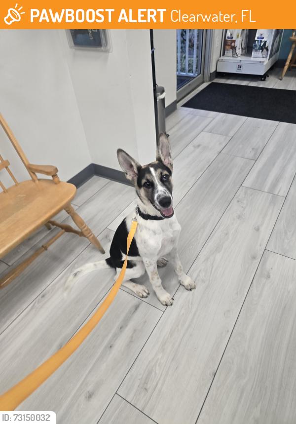 Found/Stray Female Dog last seen Near Park street Clearwater, Clearwater, FL 33756