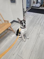 Found/Stray Female Dog last seen Near Park street Clearwater, Clearwater, FL 33756