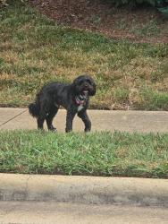 Reunited Male Dog last seen Socrates Academy, Simfield Church Rd, NC 28270