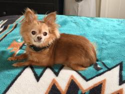 Reunited Female Dog last seen Thayer, Oregon City, OR 97045