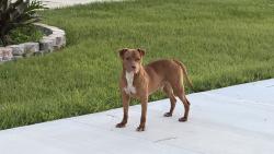 Lost Male Dog last seen 7th street, Daytona Beach, FL 32117