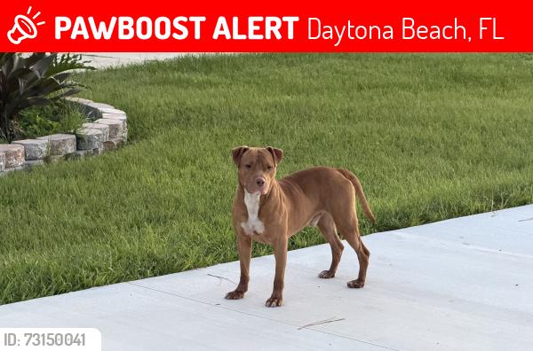 Lost Male Dog last seen 7th street, Daytona Beach, FL 32117