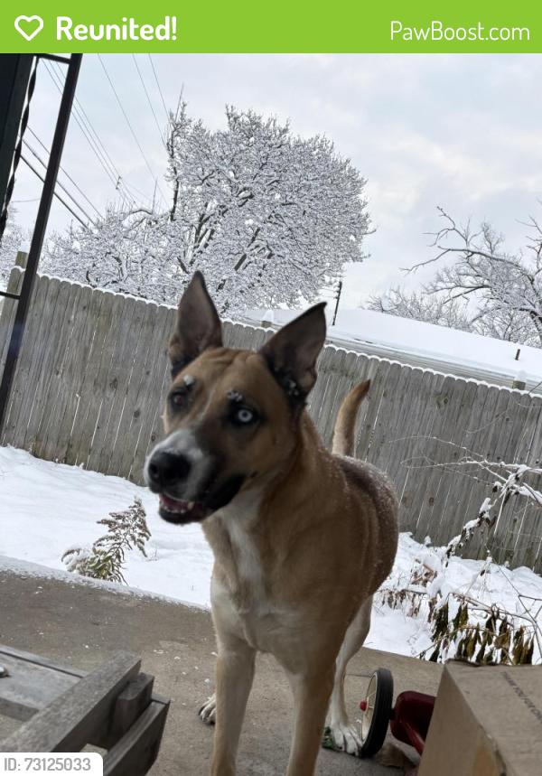 Reunited Female Dog last seen Lincoln heights police station, Lincoln Heights, OH 45215