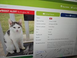 Found/Stray Female Cat last seen Near Guilford College Rd. Greensboro 27409; Guilford Co. Shelter; Adoption floor, Guilford County, NC 27408