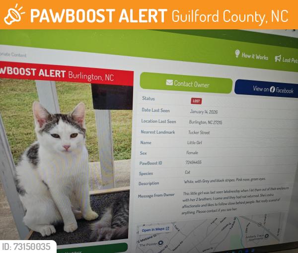 Found/Stray Female Cat last seen Near Guilford College Rd. Greensboro 27409; Guilford Co. Shelter; Adoption floor, Guilford County, NC 27408
