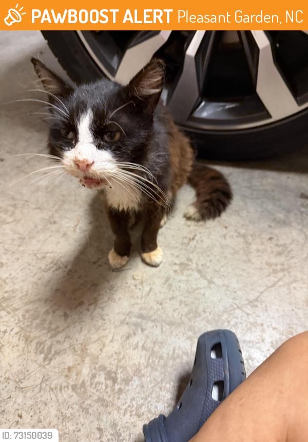 Found/Stray Unknown Cat last seen Racine & Wayne White Rd, Pleasant Garden, NC 27313