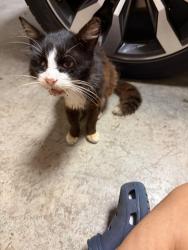 Found/Stray Unknown Cat last seen Racine & Wayne White Rd, Pleasant Garden, NC 27313
