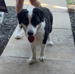 Reunited Female Dog last seen Near hajek elementary, Burleson, TX 76028