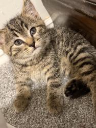 Lost Male Cat last seen Broken wheel auto, Cleveland, OH 44135