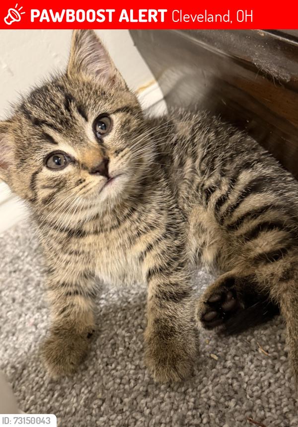 Lost Male Cat last seen Broken wheel auto, Cleveland, OH 44135