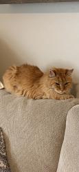 Found/Stray Female Cat last seen Hiddenbrook, Star, ID 83669