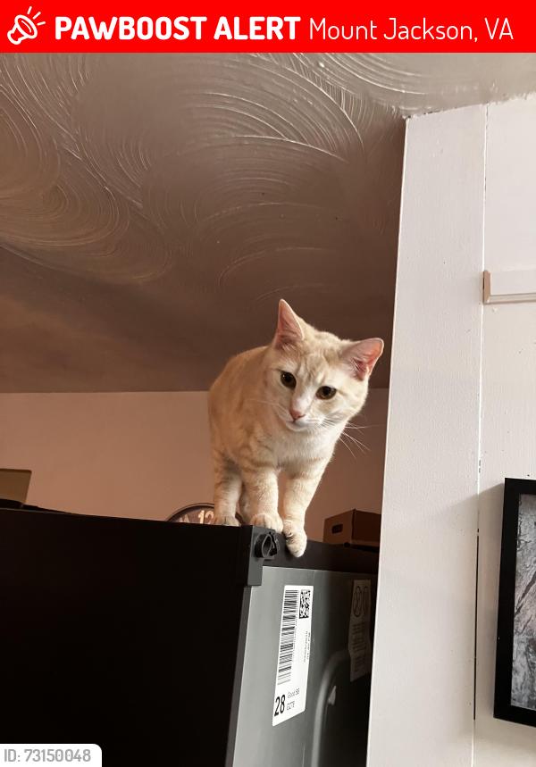 Lost Male Cat last seen Sheetz gas station, Mount Jackson, VA 22842