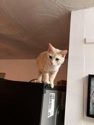 Lost Male Cat last seen Sheetz gas station, Mount Jackson, VA 22842