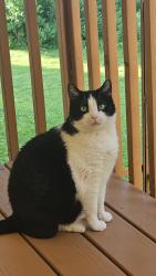Reunited Male Cat last seen Greentree park and prairie lakes, Ankeny, IA 50023