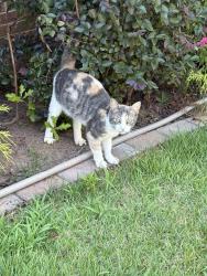 Found/Stray Unknown Cat last seen Tyger River fire department, Lyman, SC 29365