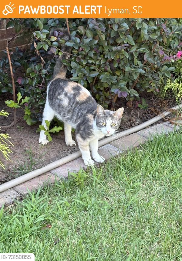 Found/Stray Unknown Cat last seen Tyger River fire department, Lyman, SC 29365