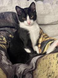 Lost Male Cat last seen Salt Grass Trail way, Katy, TX 77493