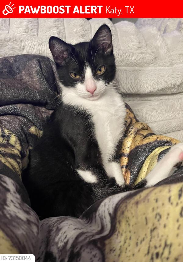 Lost Male Cat last seen Salt Grass Trail way, Katy, TX 77493